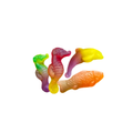Rainbow Sea Animals